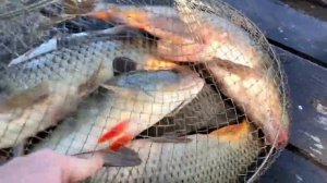 Камызяки - рыбалка, горы Кабардино-Балкарии