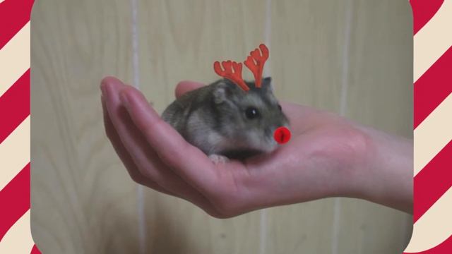 Christmas 2014-Hamster Cages! смотреть онлайн