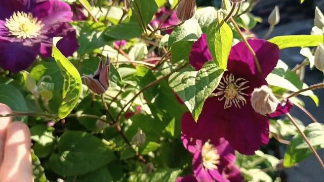 клематис Варшавская ночь смотреть онлайн