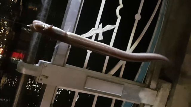 Рыбалка Корея смотреть онлайн