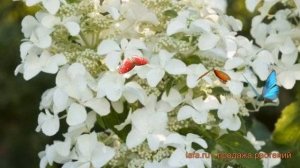 Гортензия метельчатая Левана (levana) ? обзор: как сажать, саженцы гортензии Левана