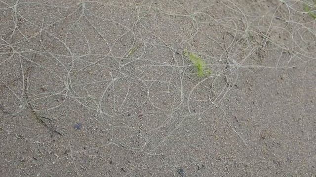 Сеть на горбушу Как устроена . как ловить рыбу сетью гольца горбушу. кету В море с берега смотреть онлайн