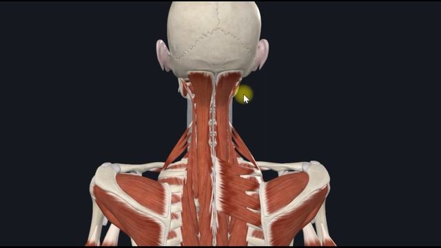 Поперечно-остистые мышцы (mm.transversospinales) 3D Анатомия