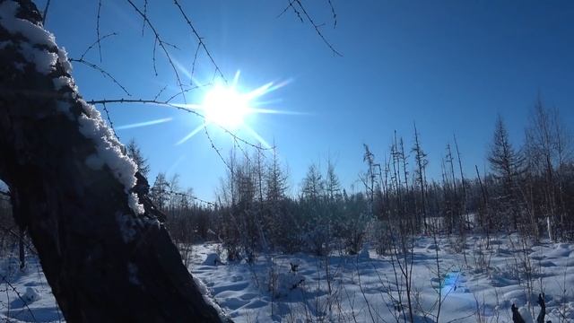 Охота на волков с флажками 2020 год. Yakutia. смотреть онлайн