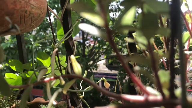 Asparagus Beans/Long Beans In My Balcony Garden 🌱🌱 смотреть онлайн