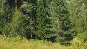 Алтай  тайга