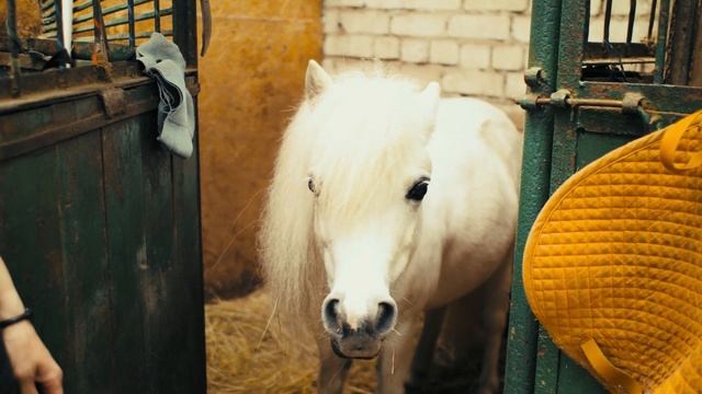ПОЕЗДКА В КОННУЮ СЕКЦИЮ. VLOG. смотреть онлайн