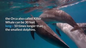 15 Fascinating Facts About Dolphins | Animal Globe