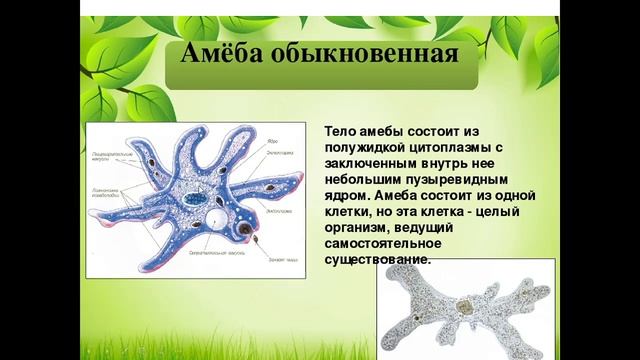 Объединение "Ребятам о зверятах" | "Одноклеточные животные".