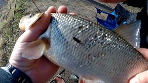 Вот это он давит удочку! Рыбалка  . Ловля язя