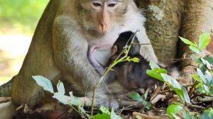 God help!.. What Happened tiny baby angry Mom not allows drink milk fall down on the tree to help