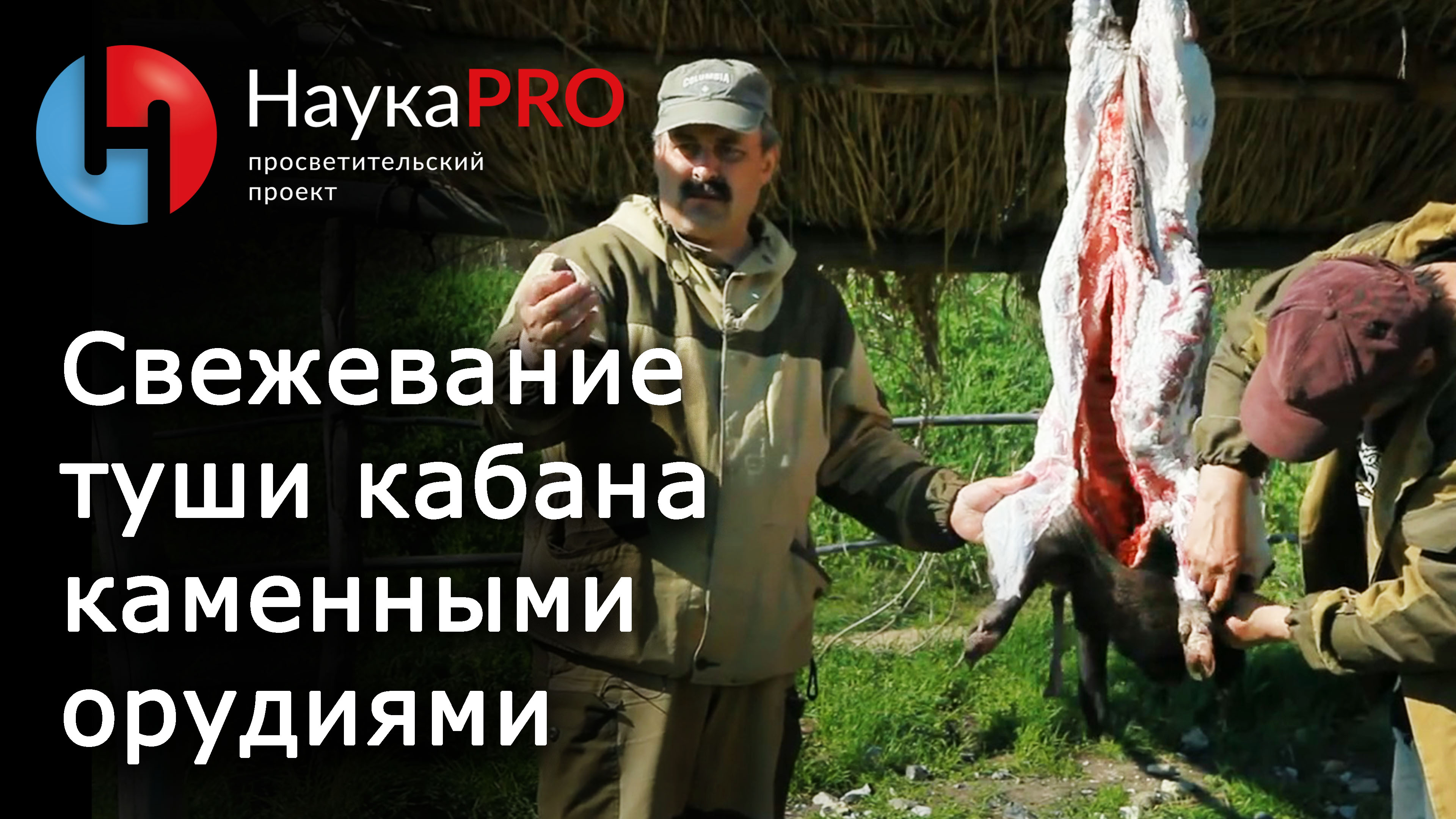 Древние технологии: свежевание и разделка туши кабана каменными и бронзовыми орудиями | Научпоп