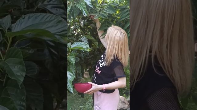 Вкусная и полезная ягода шелковица! Крупная черная шелковица. Шелковица в саду. Польза шелковицы.