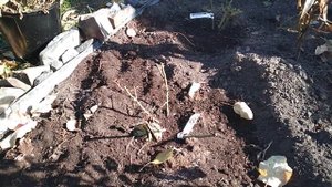 Розы в октябре! Что делать с новыми саженцами и старыми розами.