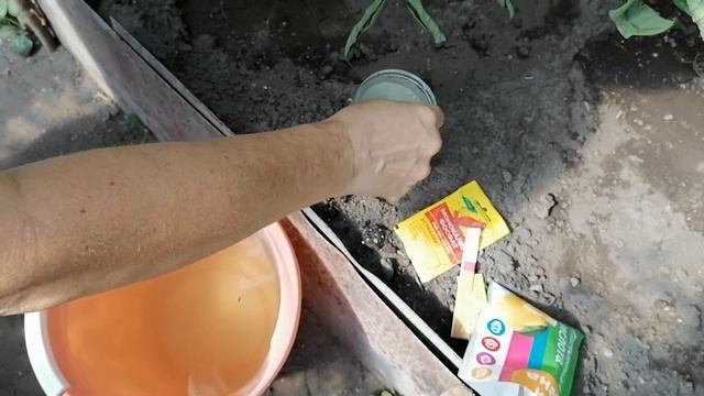ВАЖНАЯ ПОДКОРМКА ТОМАТОВ ВО ВРЕМЯ ЦВЕТЕНИЯ И ПЛОДОНОШЕНИЯ.