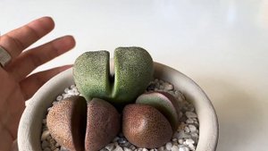 Плейоспилос Нелли/ Pleiospilos Nelii 🌸🌼Максимально всё о плейоспилосе. 04.10.2023.