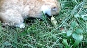 Кот ловит и ест мышь