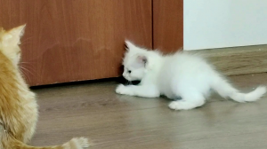 Котенок хочет открыть дверь.