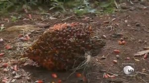 Как делают пальмовое масло?