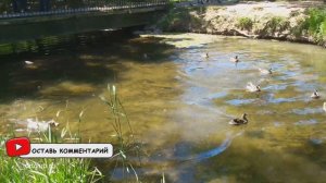 Смешной ДЖЕК РАССЕЛ терьер ПРИКОЛЫ/Часть 2/Funny Jack Russell Terrier Dogs Video Compilation/Part 2