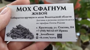 Выставка комнатных растений в июне .Краснодар.