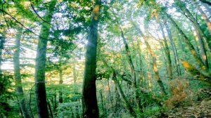 THANKSGIVING RIDE!!!!!#steam donkey#cortedemadera