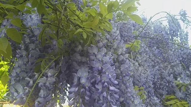 Цветущая весна