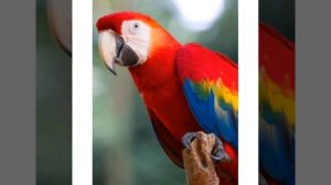 Основы грамоты Тема" В жарких странах. Буква Йй"