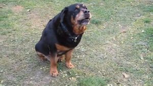Поёт ротвейлер .