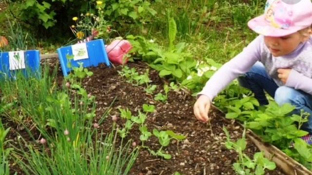 Занятие: "Ознакомление с природой в детском саду. Цветы." Средняя группа. смотреть онлайн