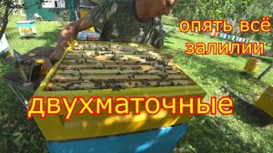 ДВУХМАТОЧНЫЕ! Опять всё залили! КАРНИКА на медосборе!