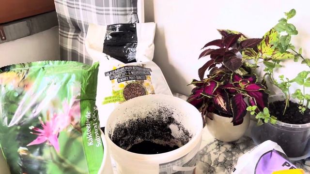 Almanyada Sukulent Kaktüs Toprağı nasıl olmalı#Sukulenten#Kakteenerde# wie#breite#ich#vor#vlog смотреть онлайн