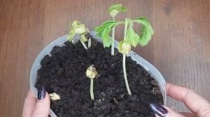 тамаринд вырастить в домашних условиях из косточки