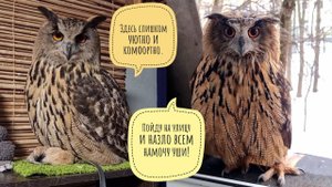Сова - мокрова: определяем внаружную погоду по состоянию ушей совы