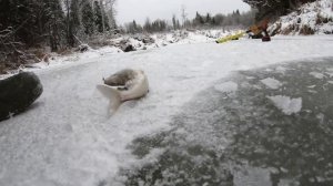 Открытие зимнего сезона по хариусу.Река вторая.Клюёт.