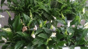 Растения для фитофильтра. Аквариум 3200 л. monster tank 3200 l