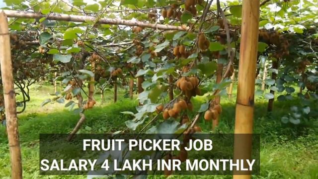 New zealand 🇳🇿 Seasonal work visa 2024 | visa in 6 days | No IELTS | No Experience | No Age Limit