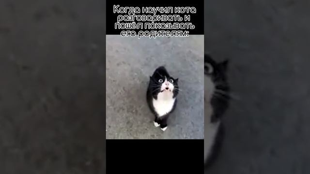 НАУЧИЛ КОТА РАЗГОВАРИВАТЬ!!!???