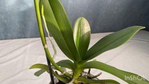 Домашнее цветение орхидеи Танго (Marrakesh)