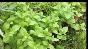 Мокрица полезные свойства сорняк  польза или вред не традиционная медицина народные рецепты ЗОЖ ПП