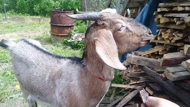 Англо-Нубийские козы на прогулке.