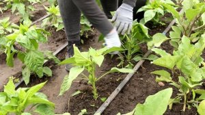 Нужно ли пасынковать сладкий перец. Как правильно формировать перцы, чтобы получить хороший урожай