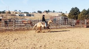 HIGHTS NU BETTY LOU | "Betty" | 2017 AQHA Palomino Mare