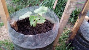 Выращиваю огурцы в пластиковых бутылках. 24-й день