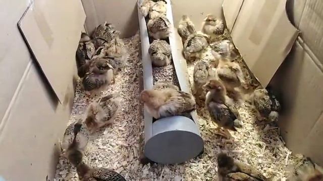 8 января 2020г. КУЧИНСКАЯ ЮБИЛЕЙНАЯ цыплята смотреть онлайн