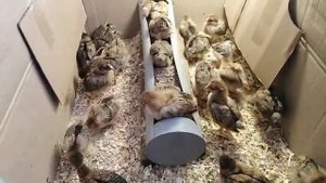 8 января 2020г. КУЧИНСКАЯ ЮБИЛЕЙНАЯ цыплята