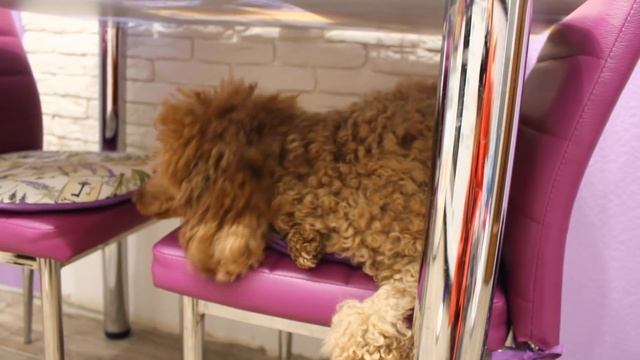 Vlog 2 дня: ПОСЫЛКА ● Выбираю новую камеру ● Моя собачка ПАЛЬМА ● Ремонт обои ● Винтажная фоторамка смотреть онлайн