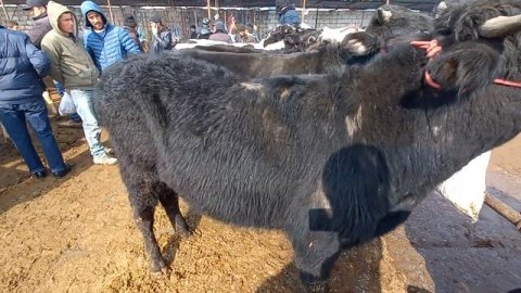 МОЛБОЗОР ХУДЖАНД Нархи Букачахои майда ва Калон молхои СИММЕНТАЛ ва моли махалли лайк и подписаться