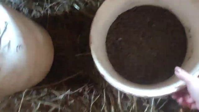 Как всем вкусно.Предприимчивая коза.Мкрепела.Красавчики мараны и легбары.Начался вывод доминантов смотреть онлайн