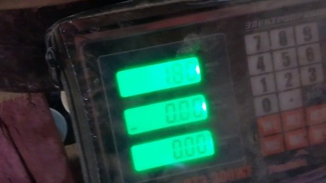 Отьём поросят в 30 дней. Вес поросят в 30 дней. Ремонтная свинка в охоте. 2.02.2023г. смотреть онлайн